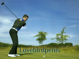 Lovebirdpenis