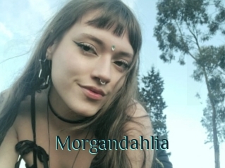 Morgandahlia