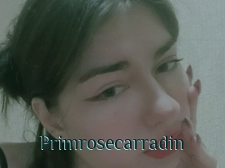 Primrosecarradin