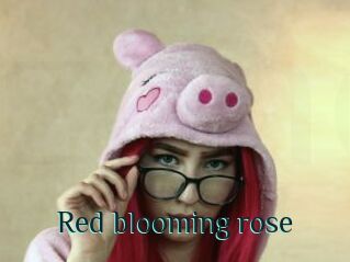 Red_blooming_rose
